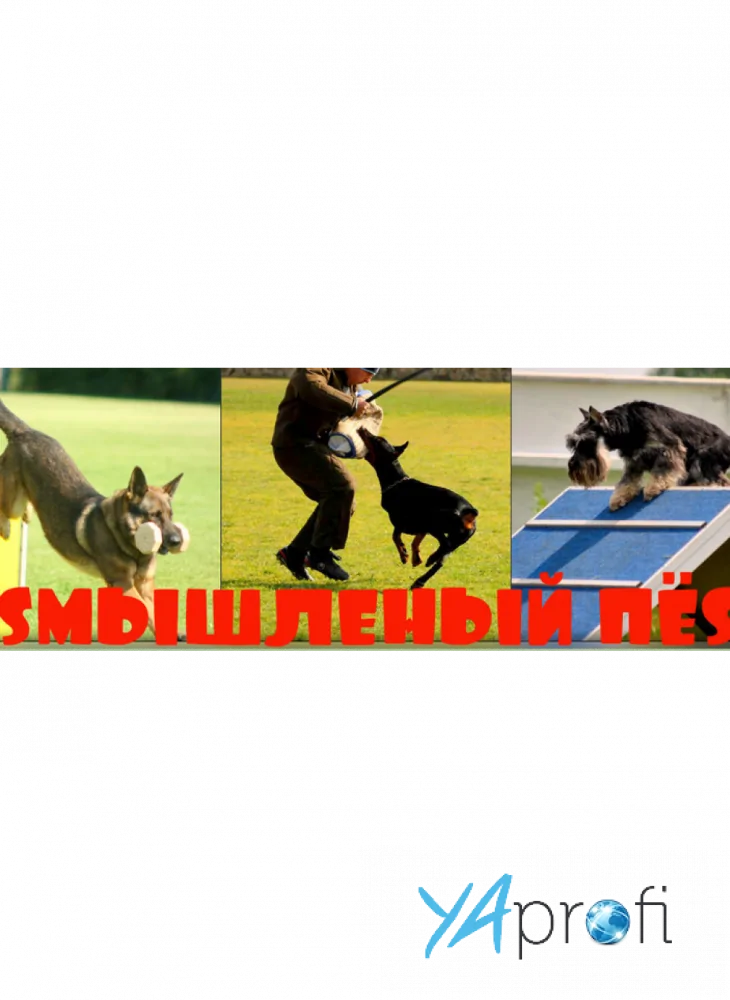 Sмышленный пёs