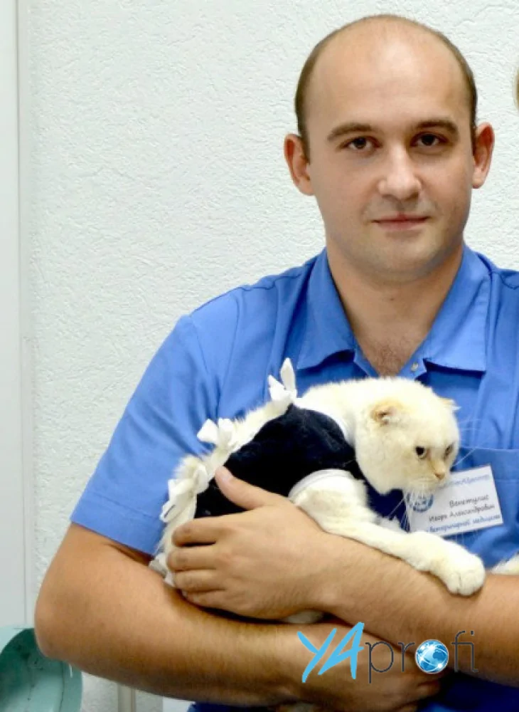 Ветеринарный госпиталь на Героев Сталинграда