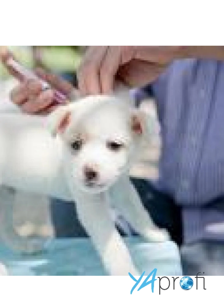  Клиника ветеринарной медицины кафедры хирургии и акушерства