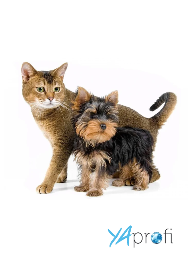 Гостиница для животных