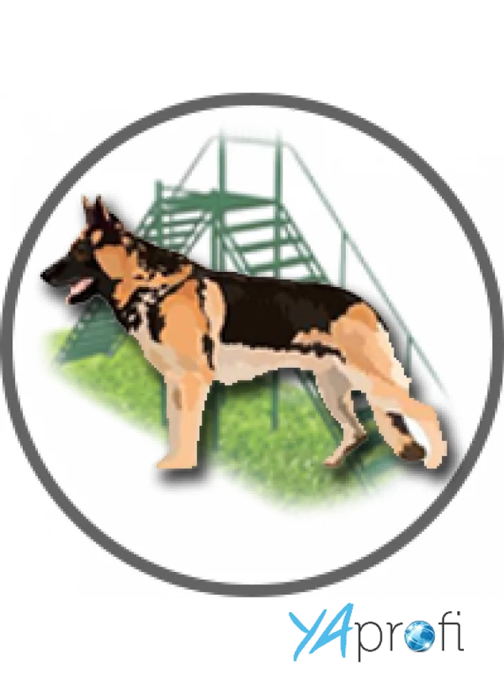 Дрессировка собак