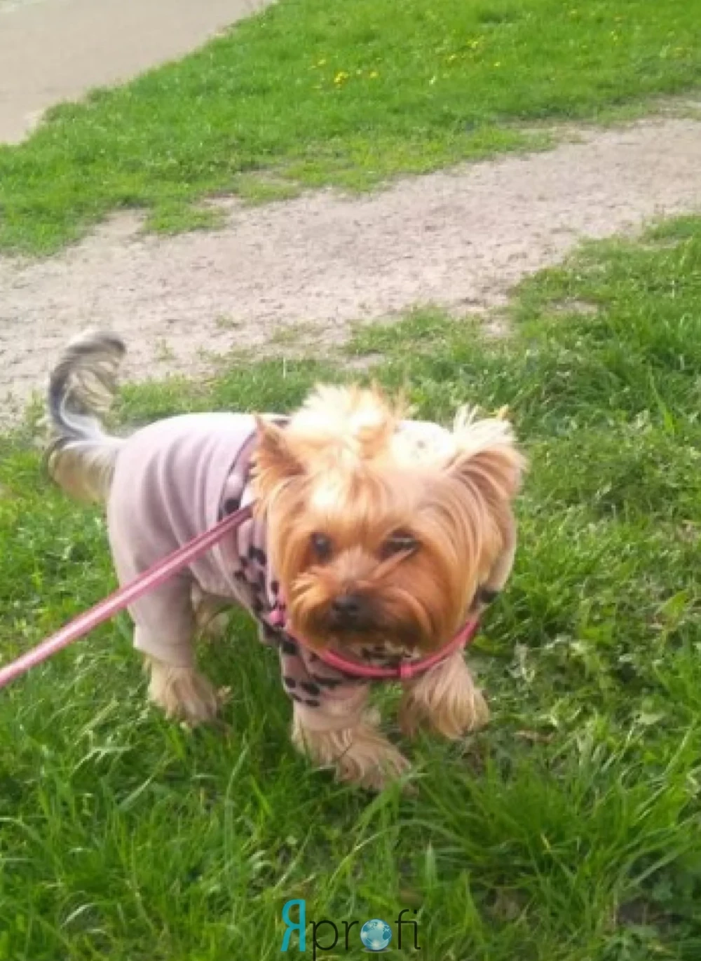 Выгул собак, передержка животных