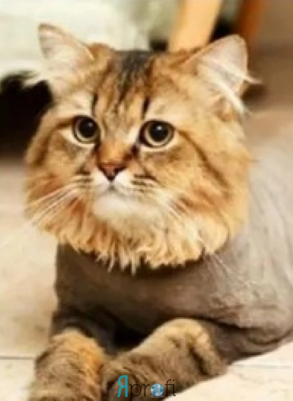 Передержка животных