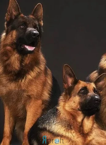 Дрессировка собак ЧОКСС ОСОУ