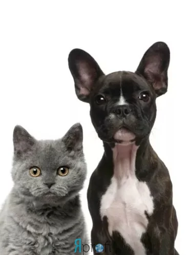 Передержка животных в Полтаве