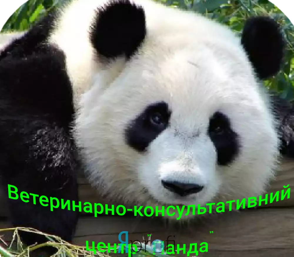 Ветеринарно-консультативный центр "Панда"