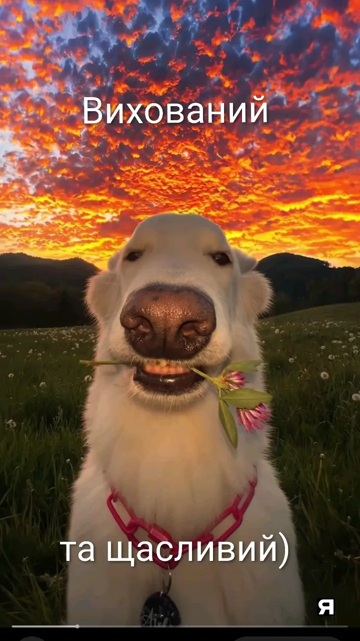 Рімус Вадимович